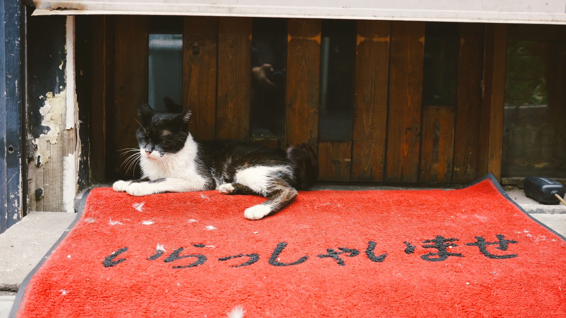 应用 LUT 后预览