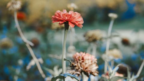 外观以沙色为基调 电影般的 苍白的叶子