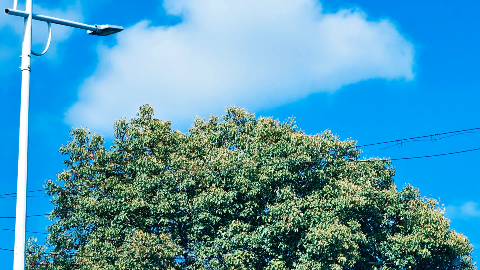 应用 LUT 后预览