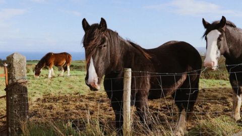 CineStill 400D增强版