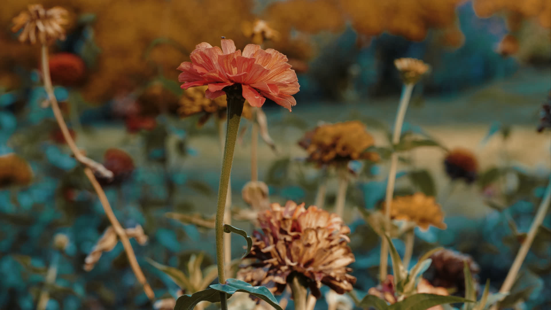 应用 LUT 后预览