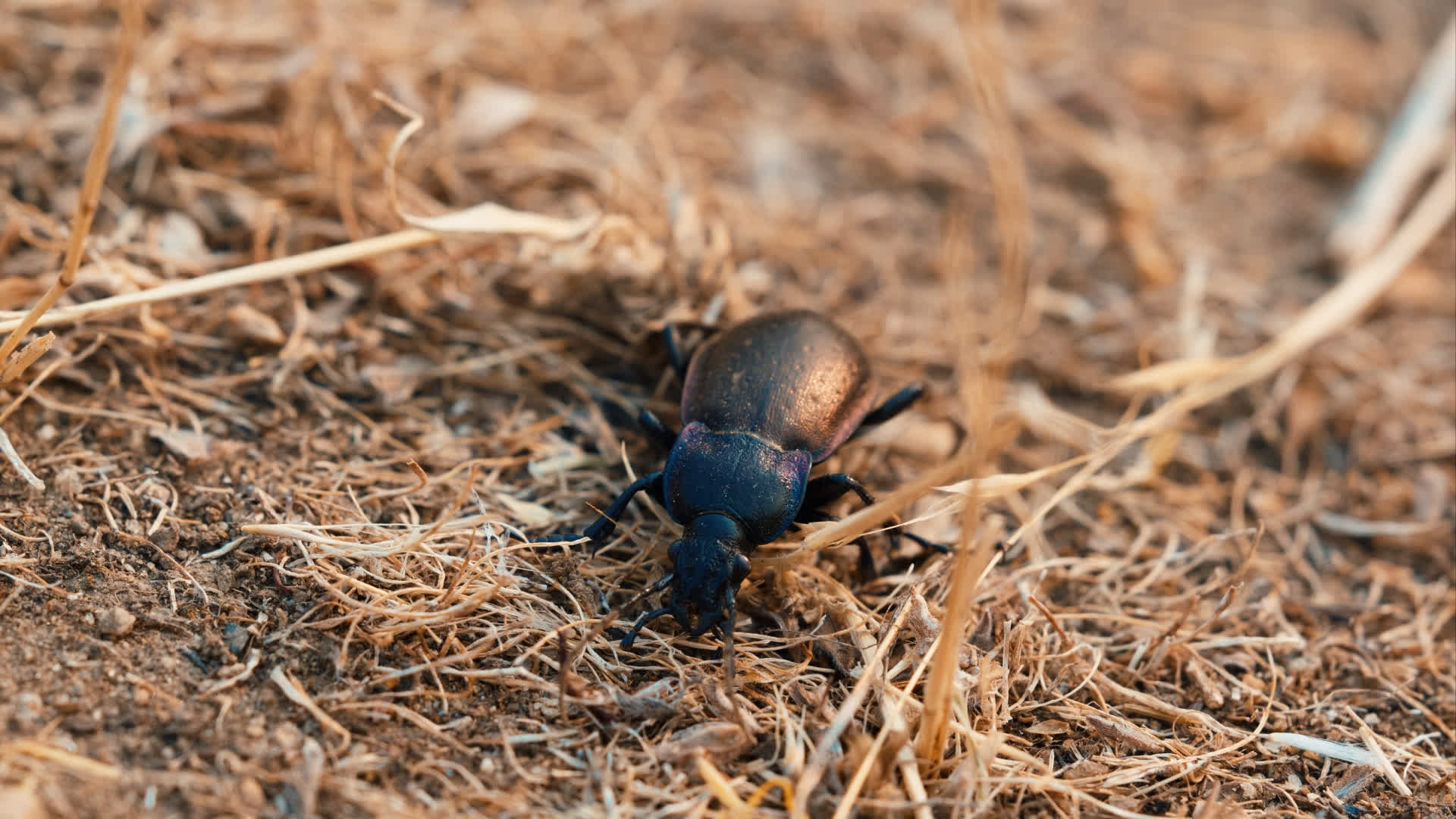 应用 LUT 后预览