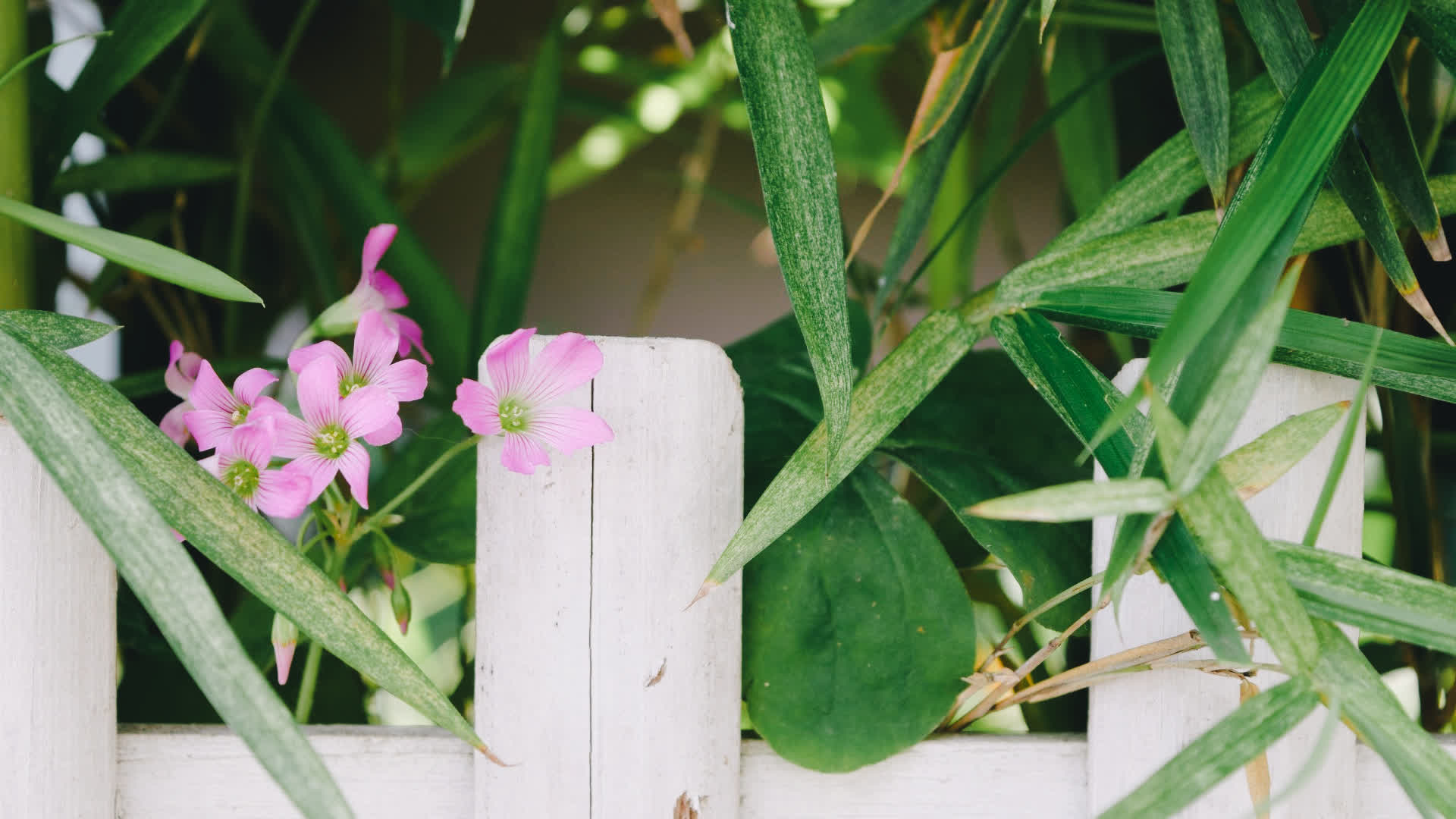 应用 LUT 后预览