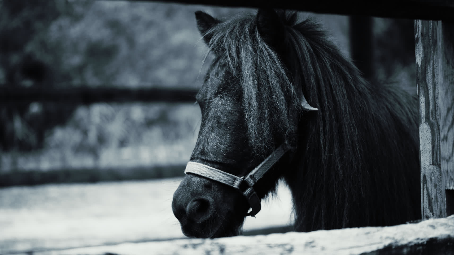 应用 LUT 后预览