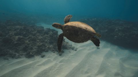 潜水沙湾龟影