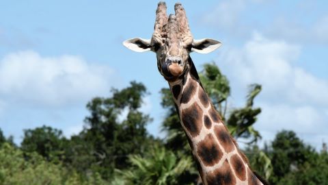 富士Fuji Velvia 50