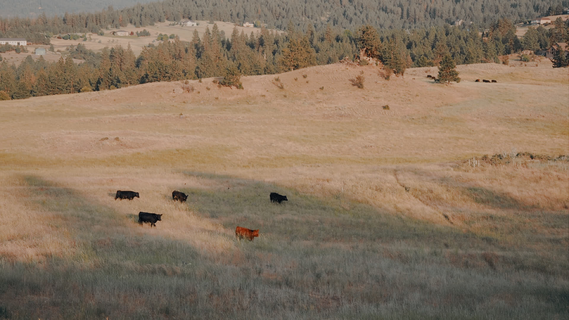 应用 LUT 后预览