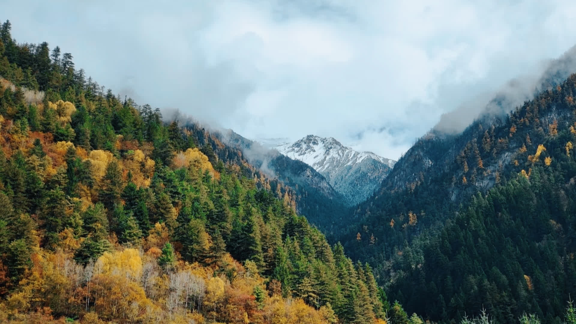 应用 LUT 后预览