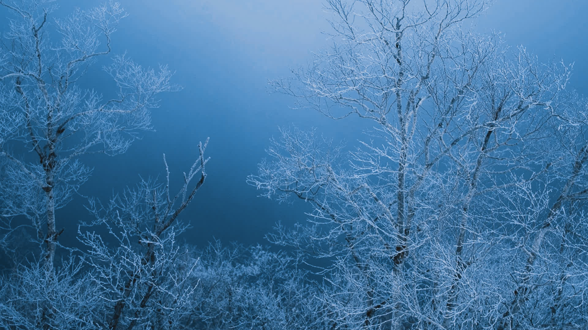 应用 LUT 后预览