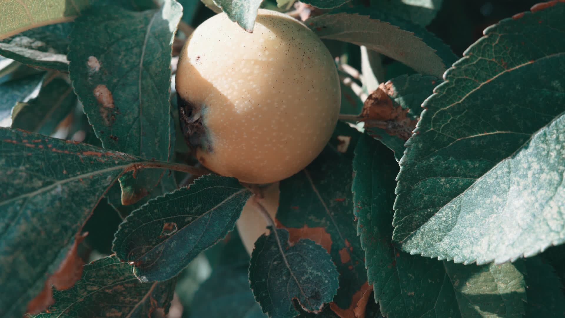 应用 LUT 后预览