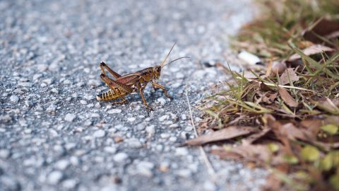粉色和品红色调