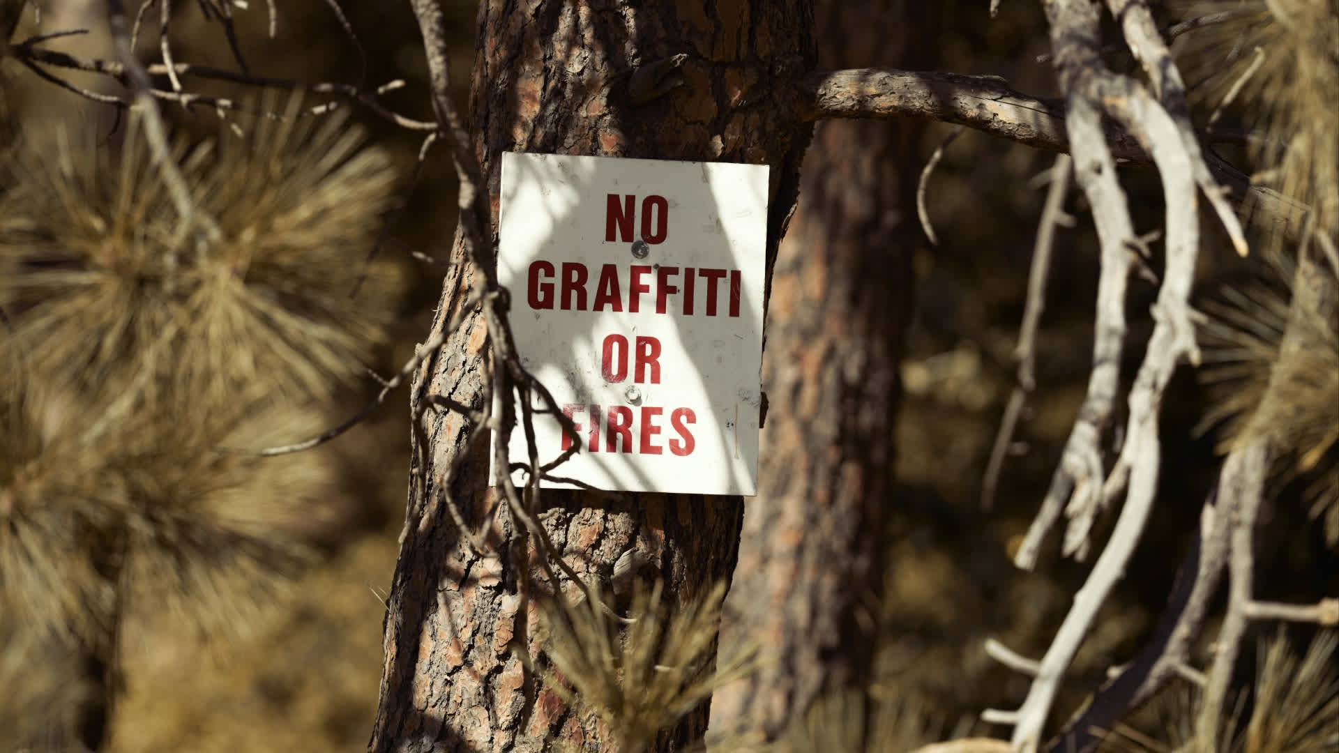 应用 LUT 后预览