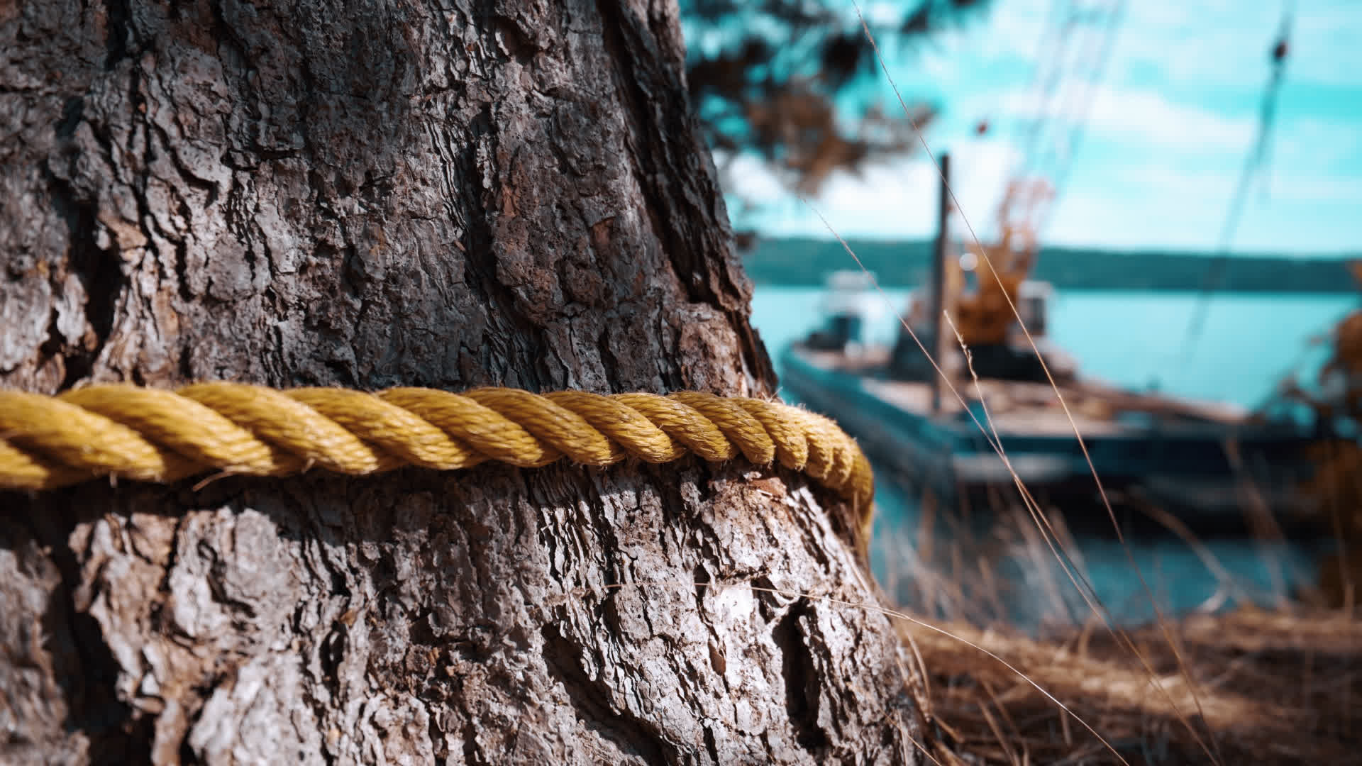 应用 LUT 后预览