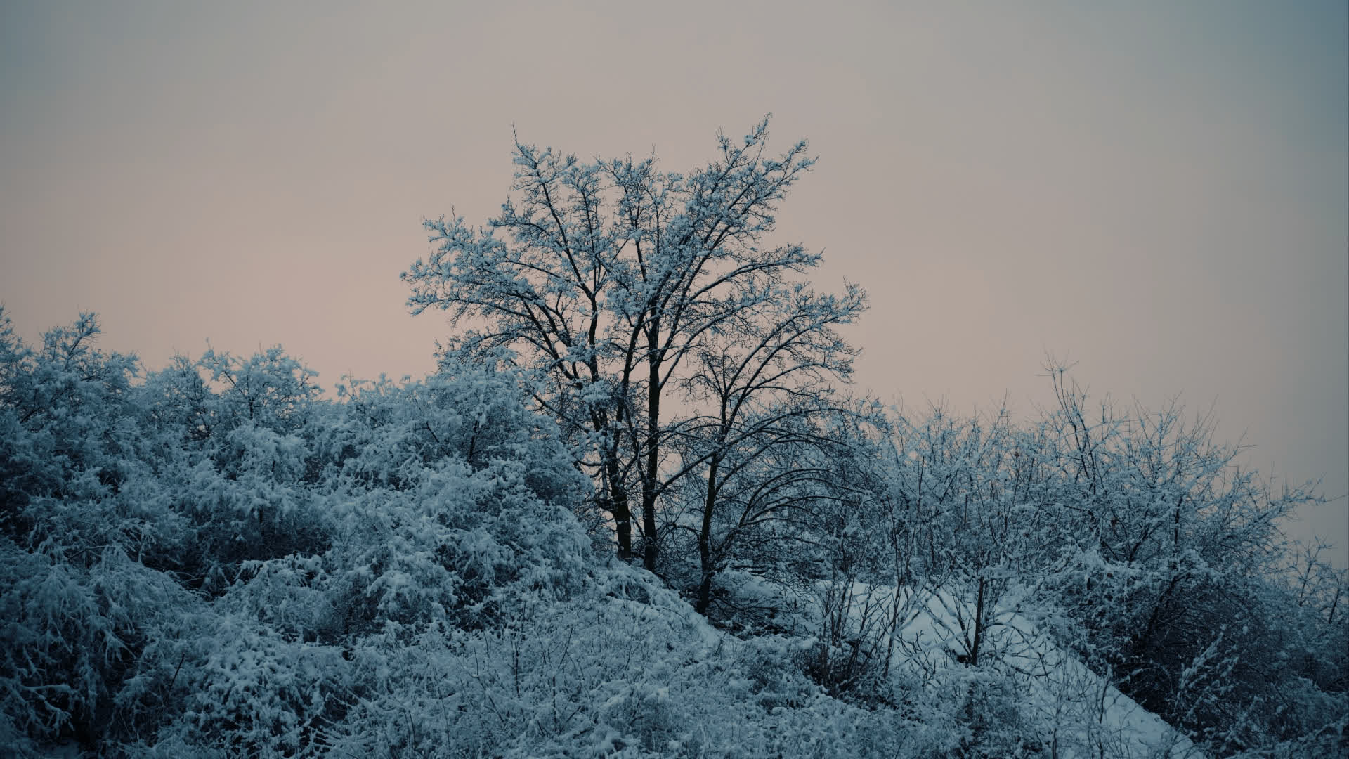 应用 LUT 后预览