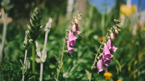 富士Fuji 800Z 4 ++