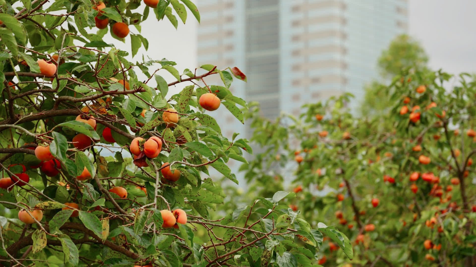 应用 LUT 后预览