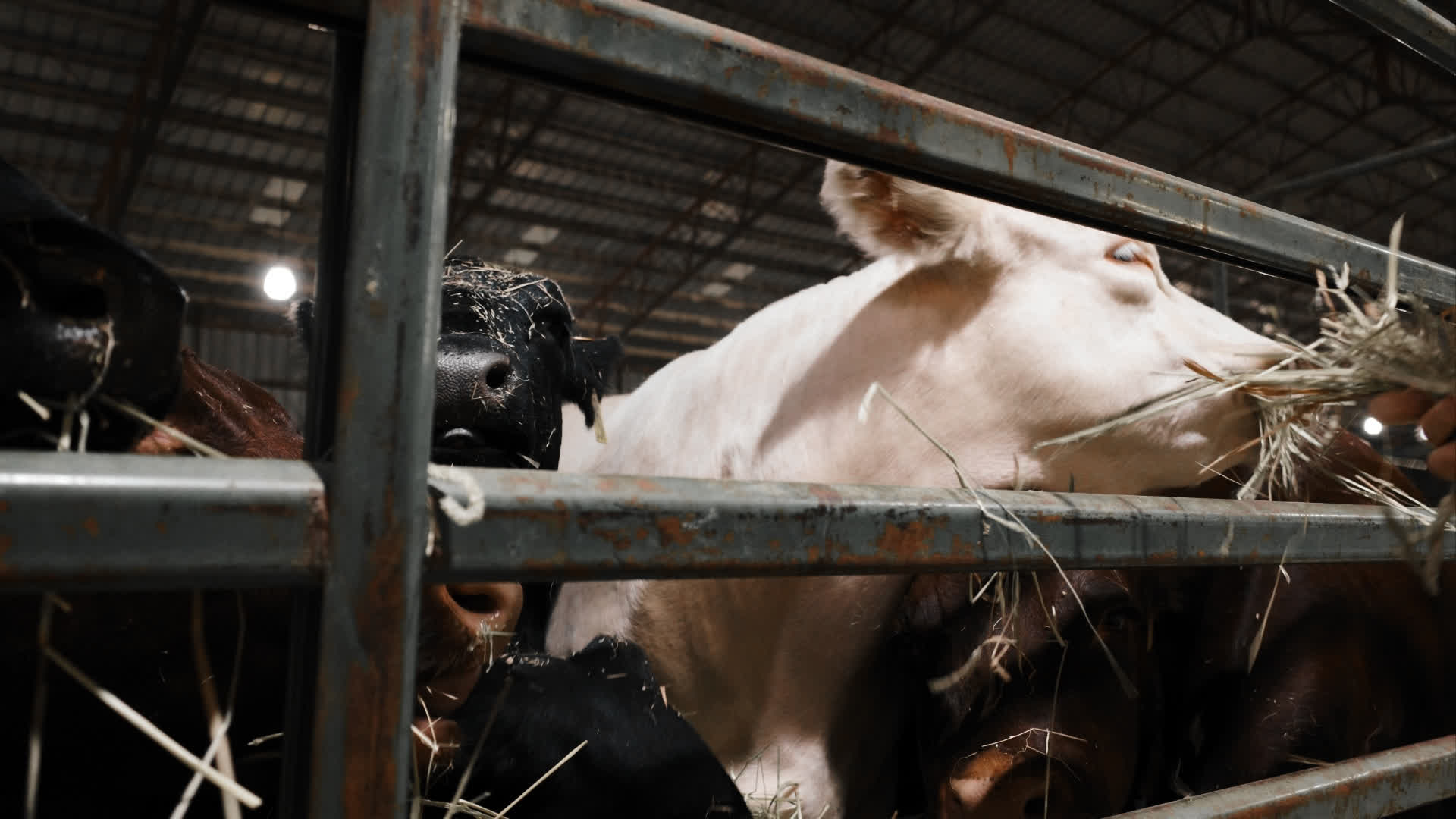 应用 LUT 后预览