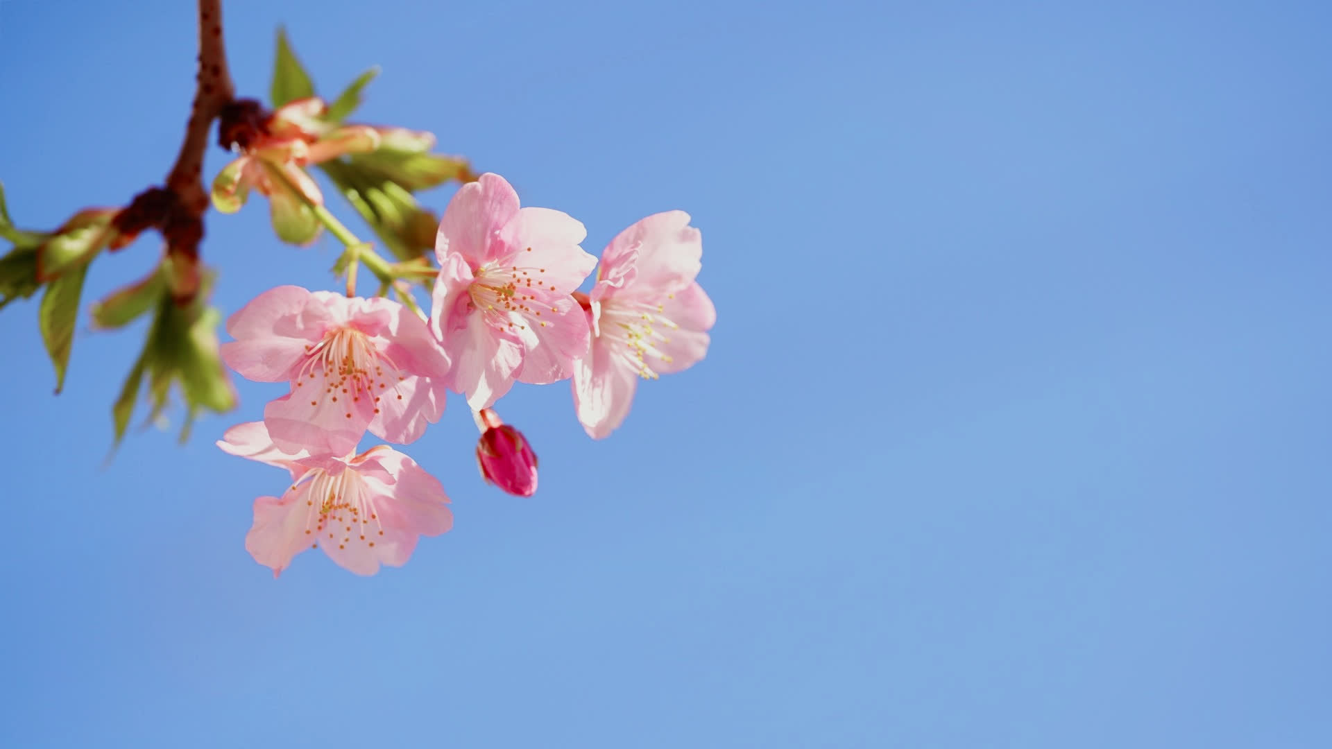 应用 LUT 后预览