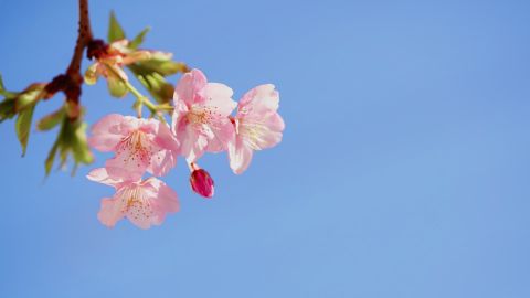 富士花卉Premium 400 softwarm