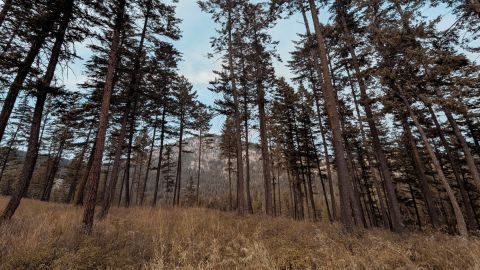 去饱和的色调 带有青铜色调