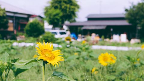 宝丽来Polaroid 690 Cold 317