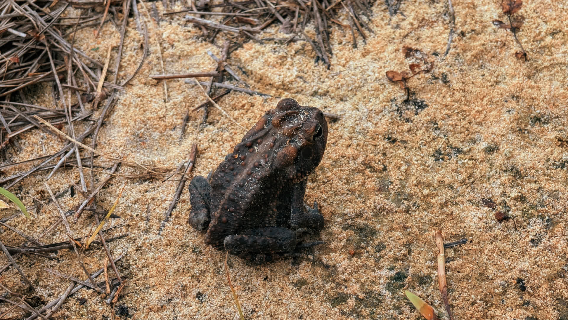 应用 LUT 后预览