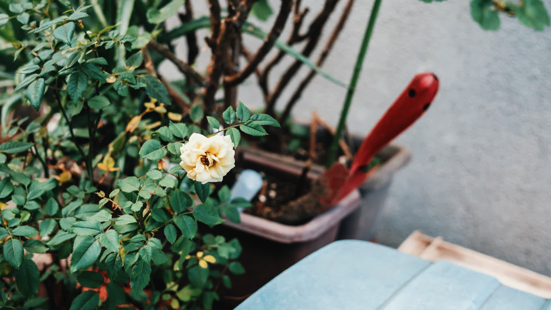 应用 LUT 后预览