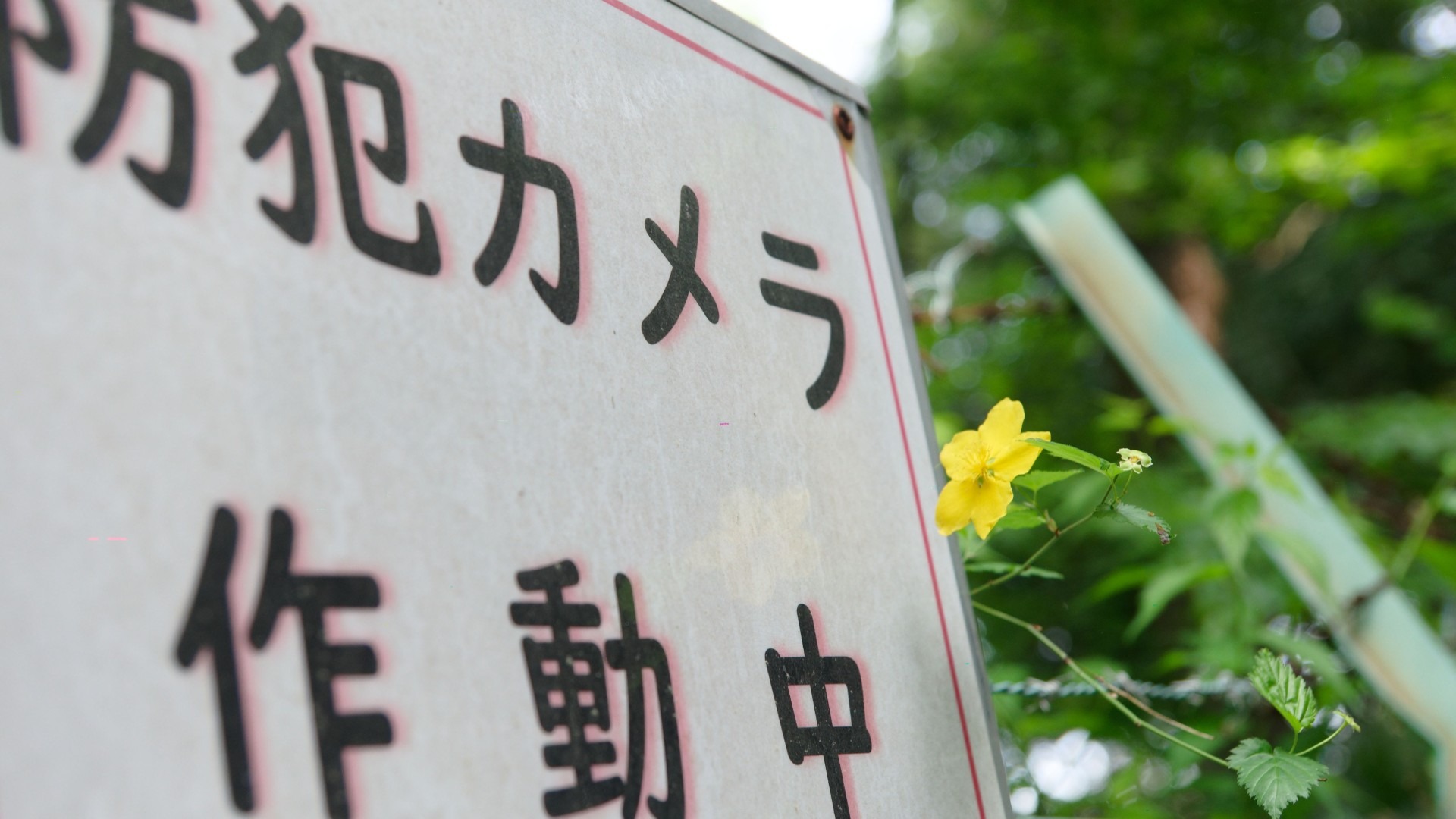 原始预览