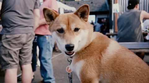 苍白而明亮的氛围