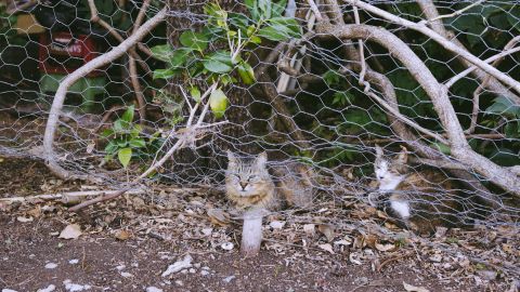 宝丽来Polaroid 690 4 +13