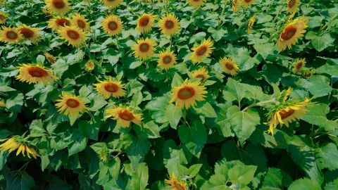 富士花卉Premium 400 cool