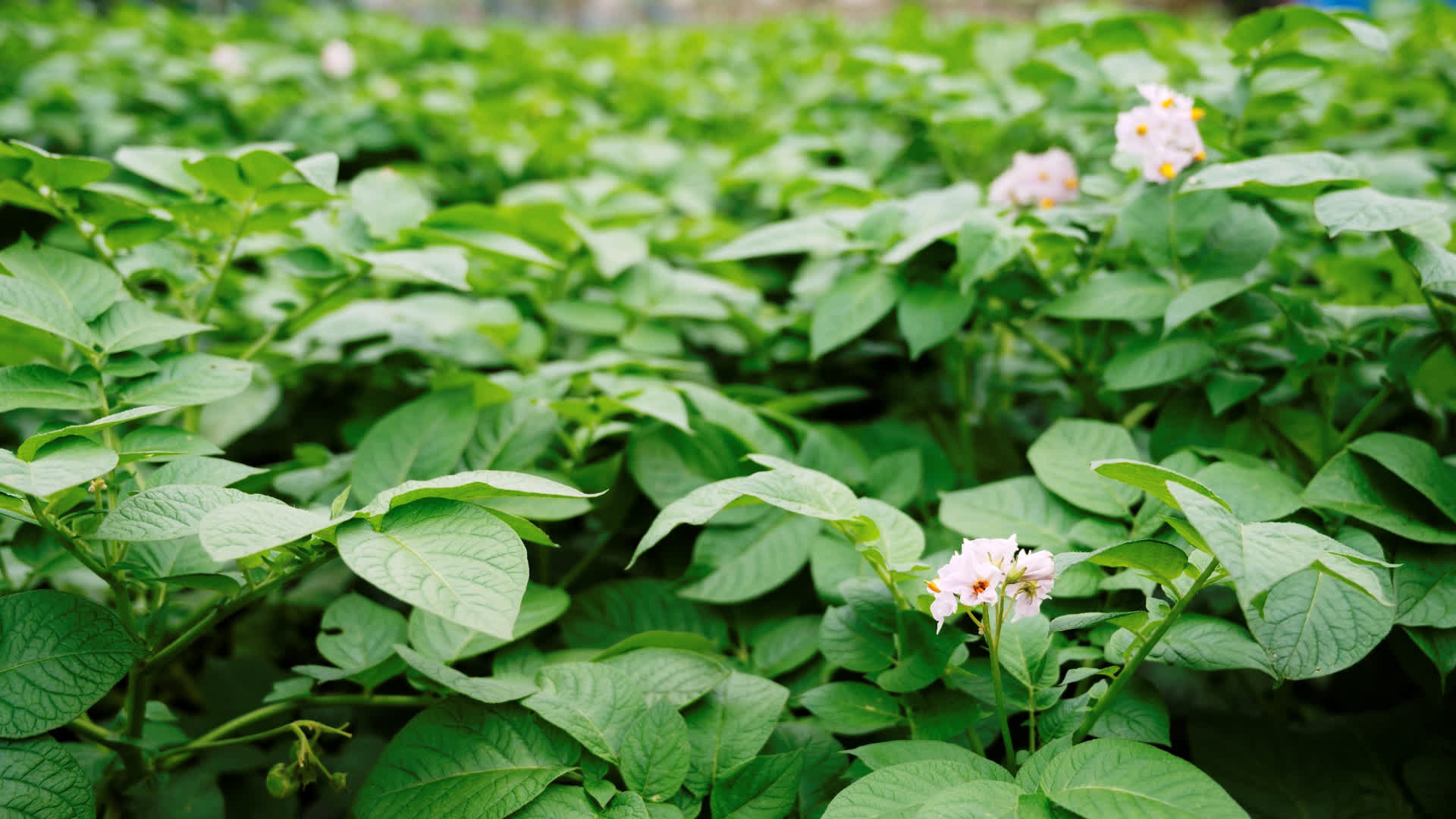 应用 LUT 后预览