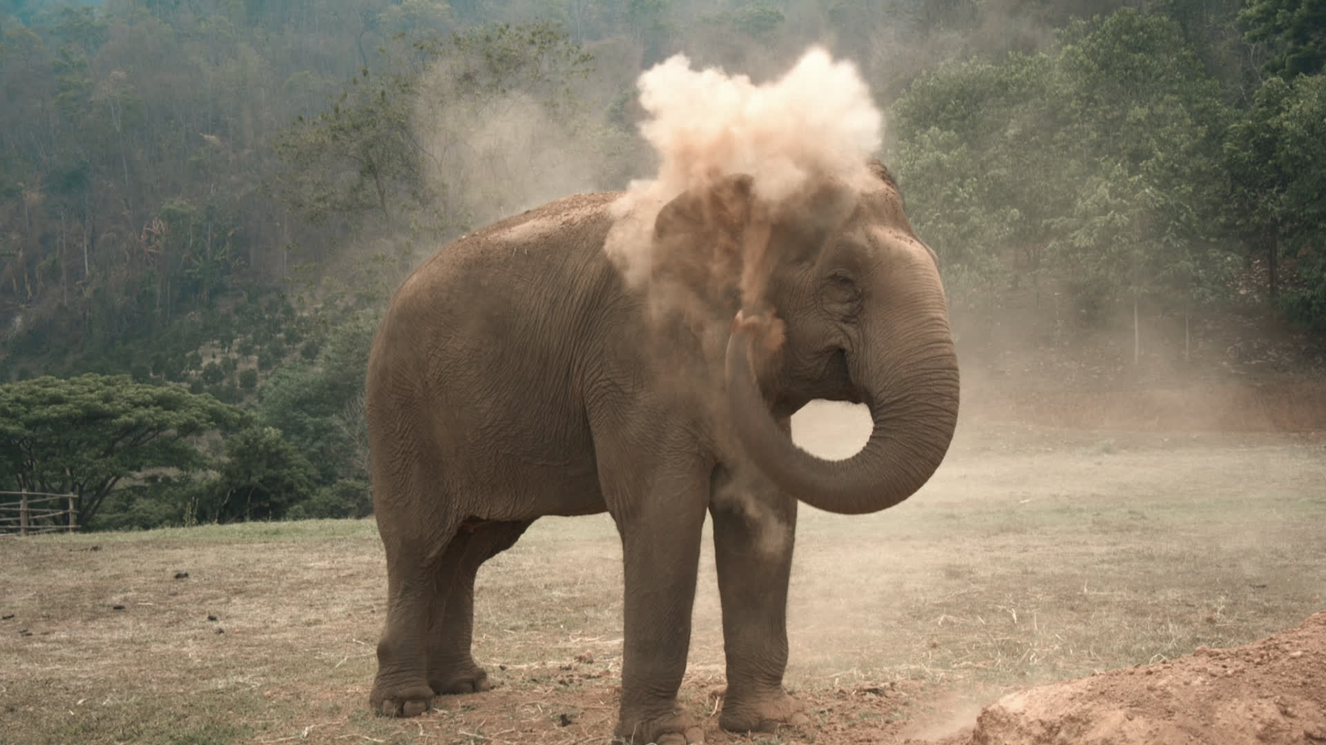 应用 LUT 后预览