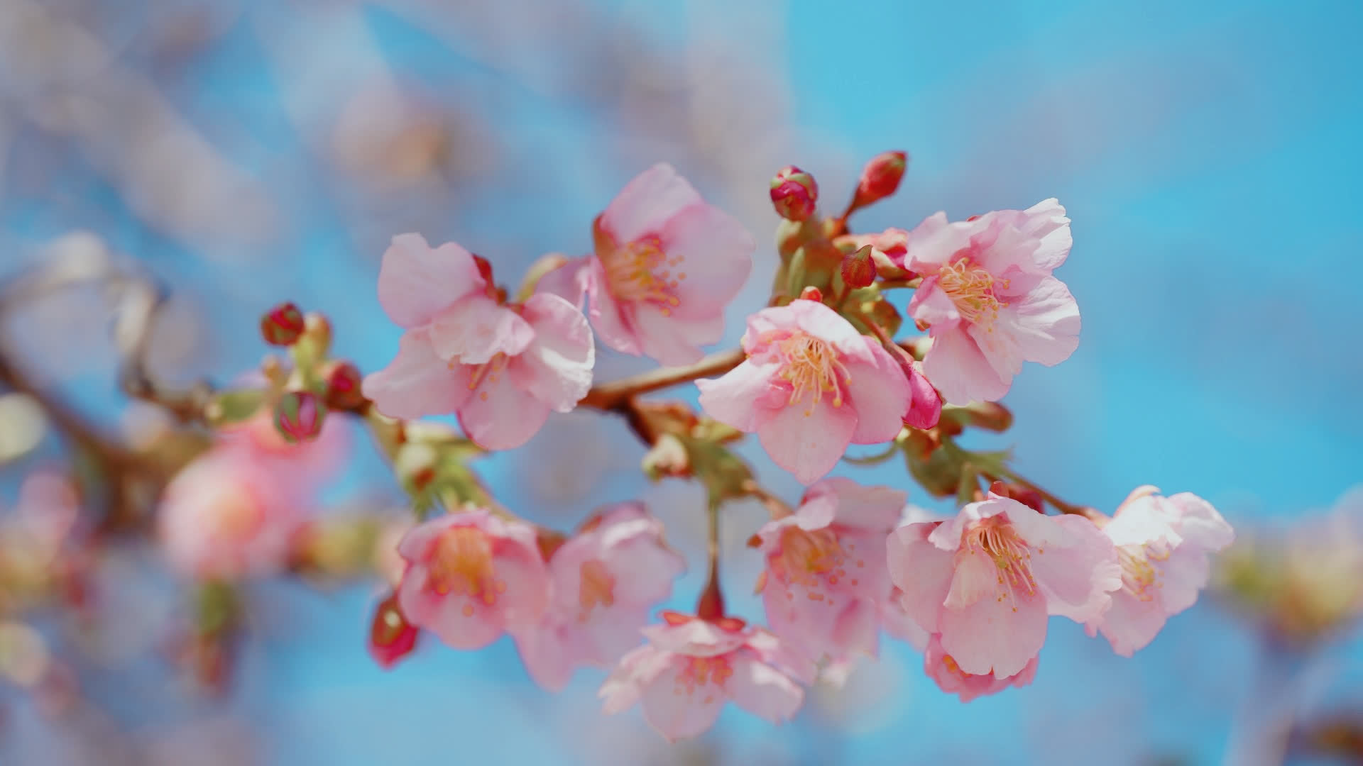 应用 LUT 后预览