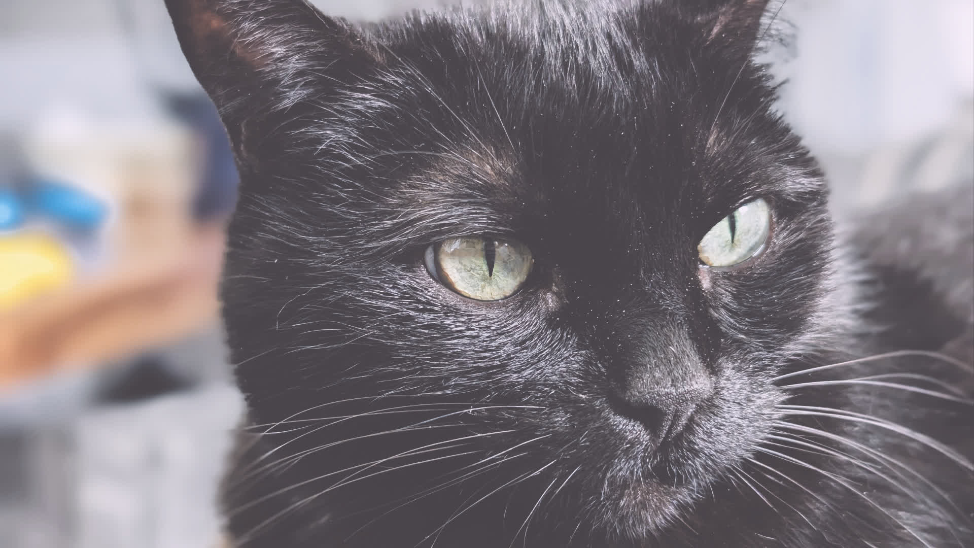 应用 LUT 后预览