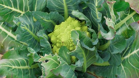 富士花卉Premium 400