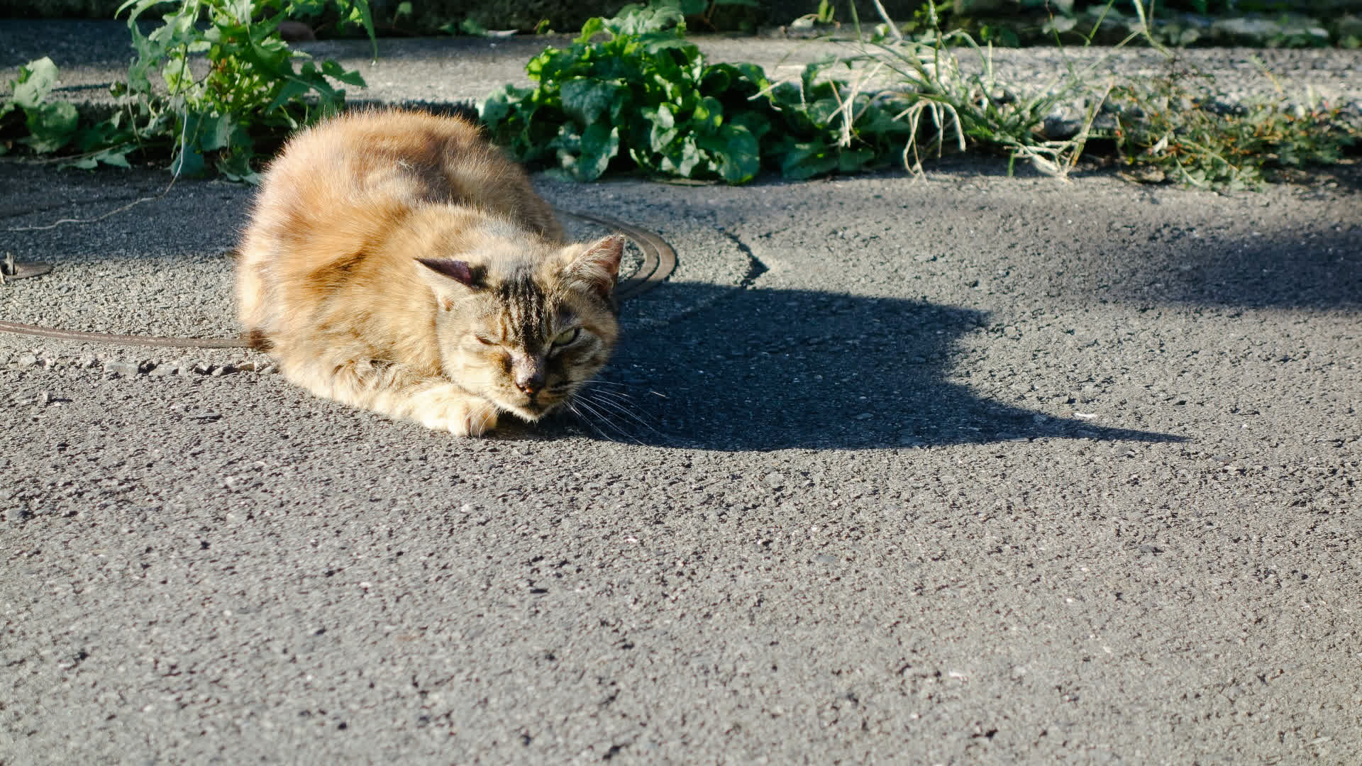 应用 LUT 后预览