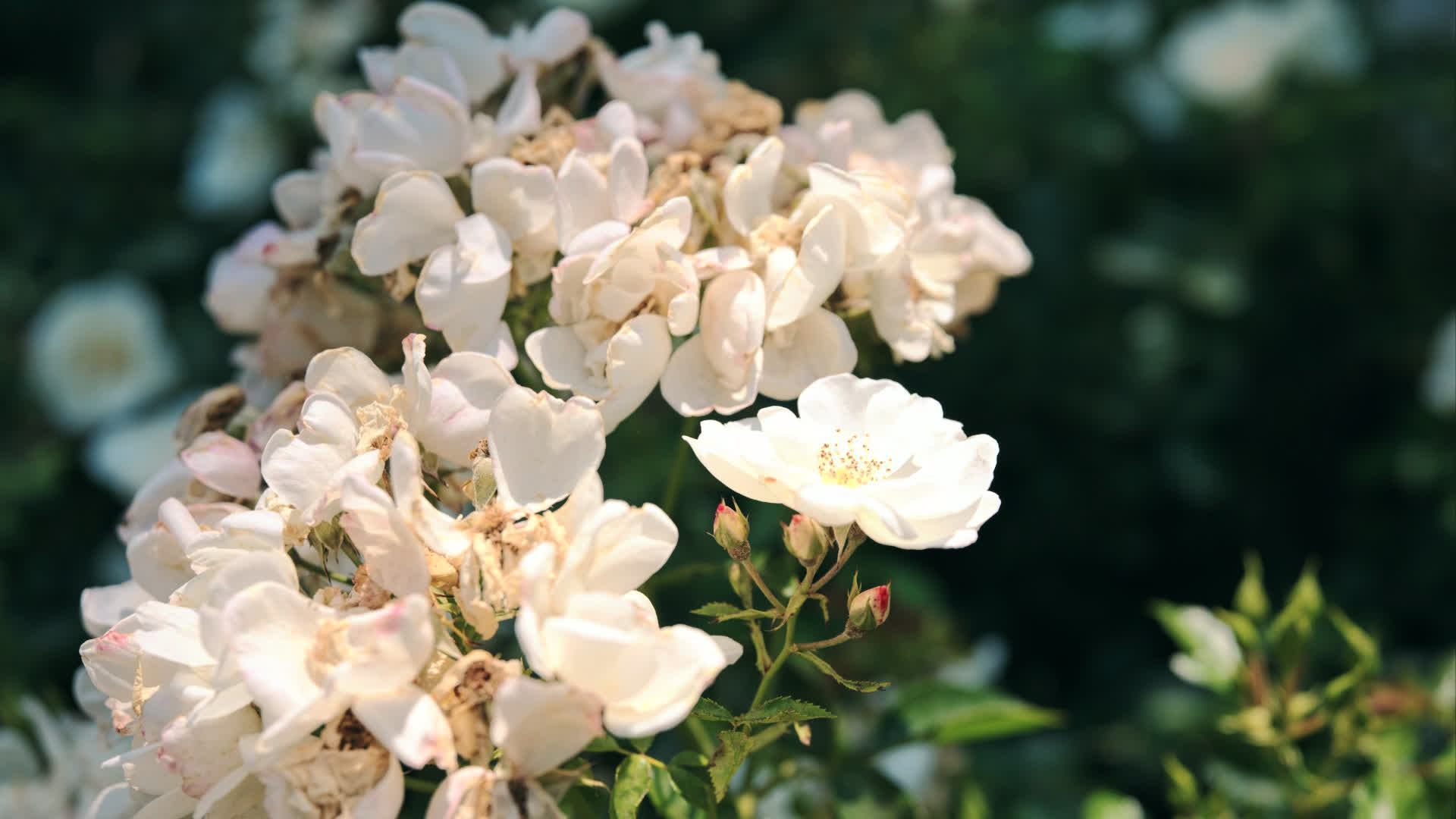 应用 LUT 后预览