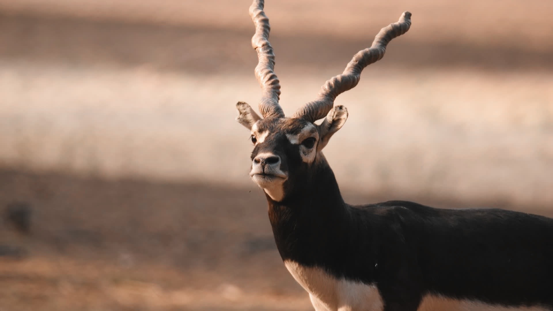 应用 LUT 后预览