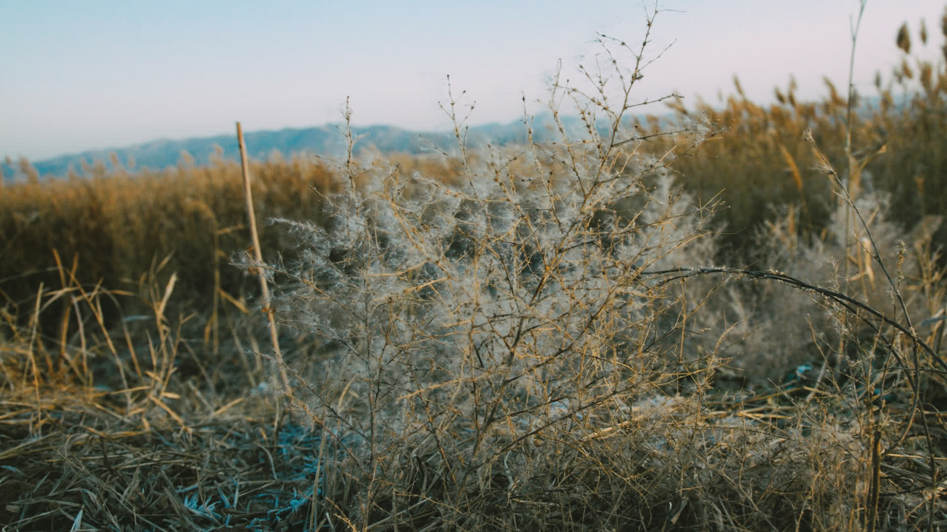 应用 LUT 后预览