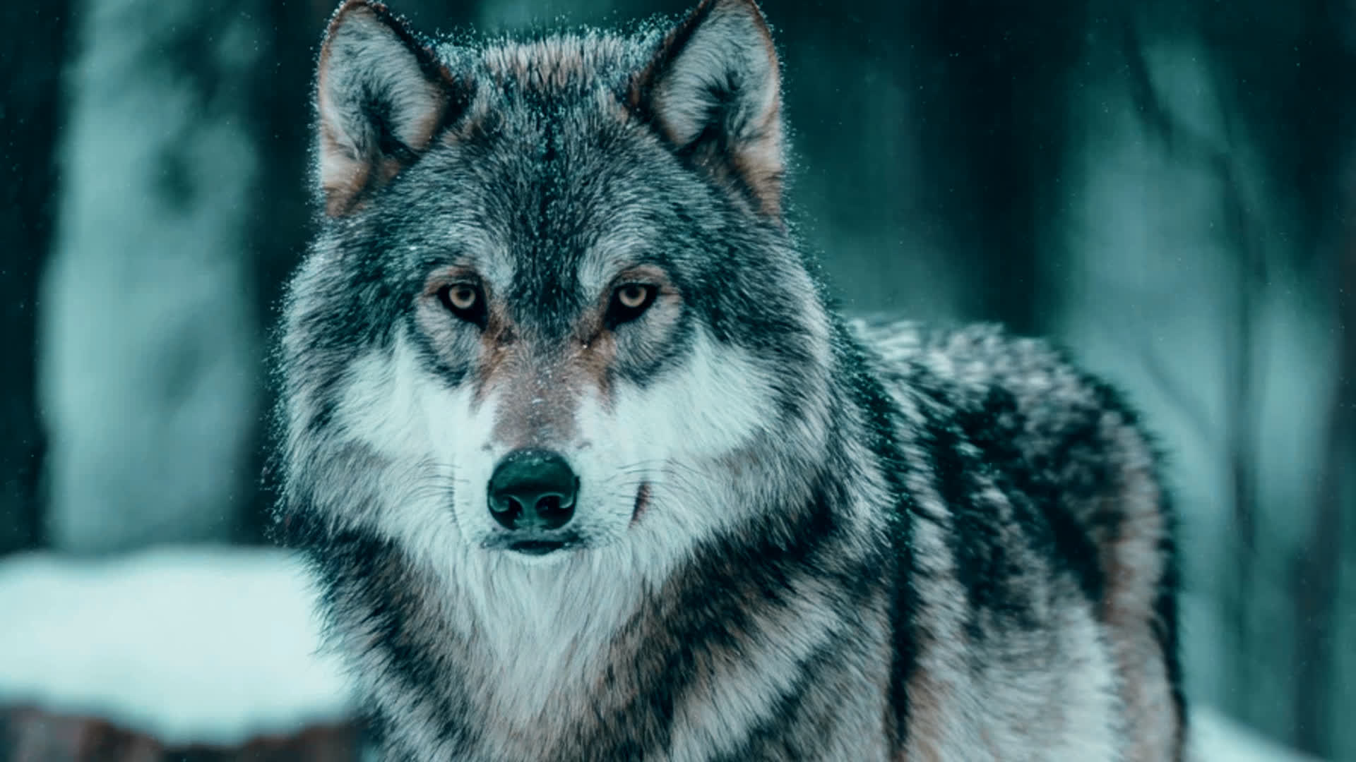 应用 LUT 后预览