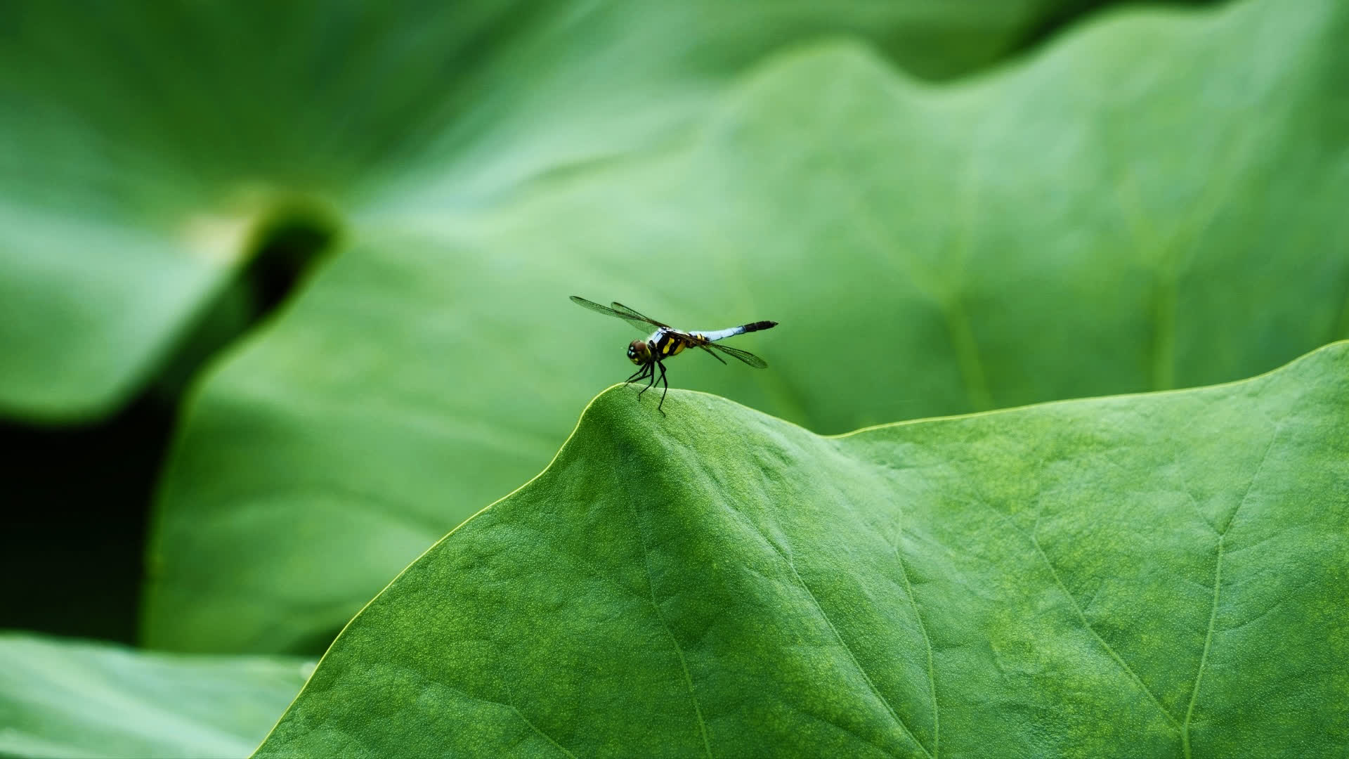 应用 LUT 后预览