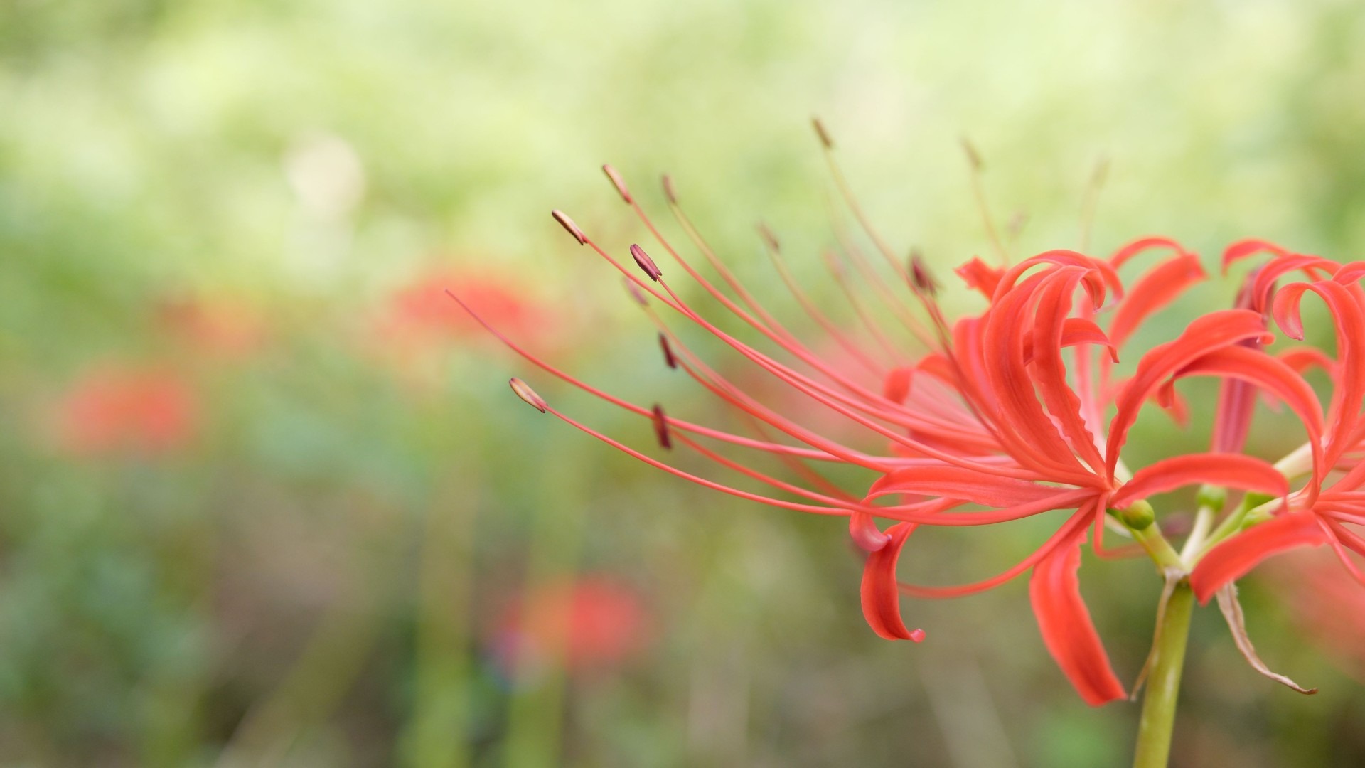 原始预览