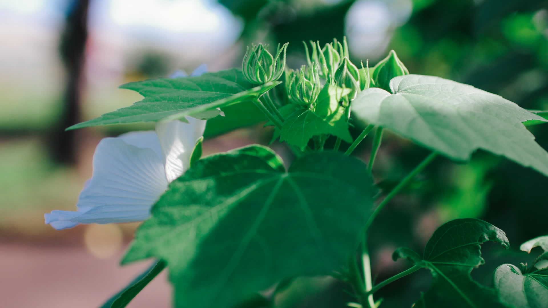 应用 LUT 后预览