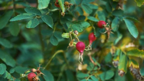 青青风格化升级版