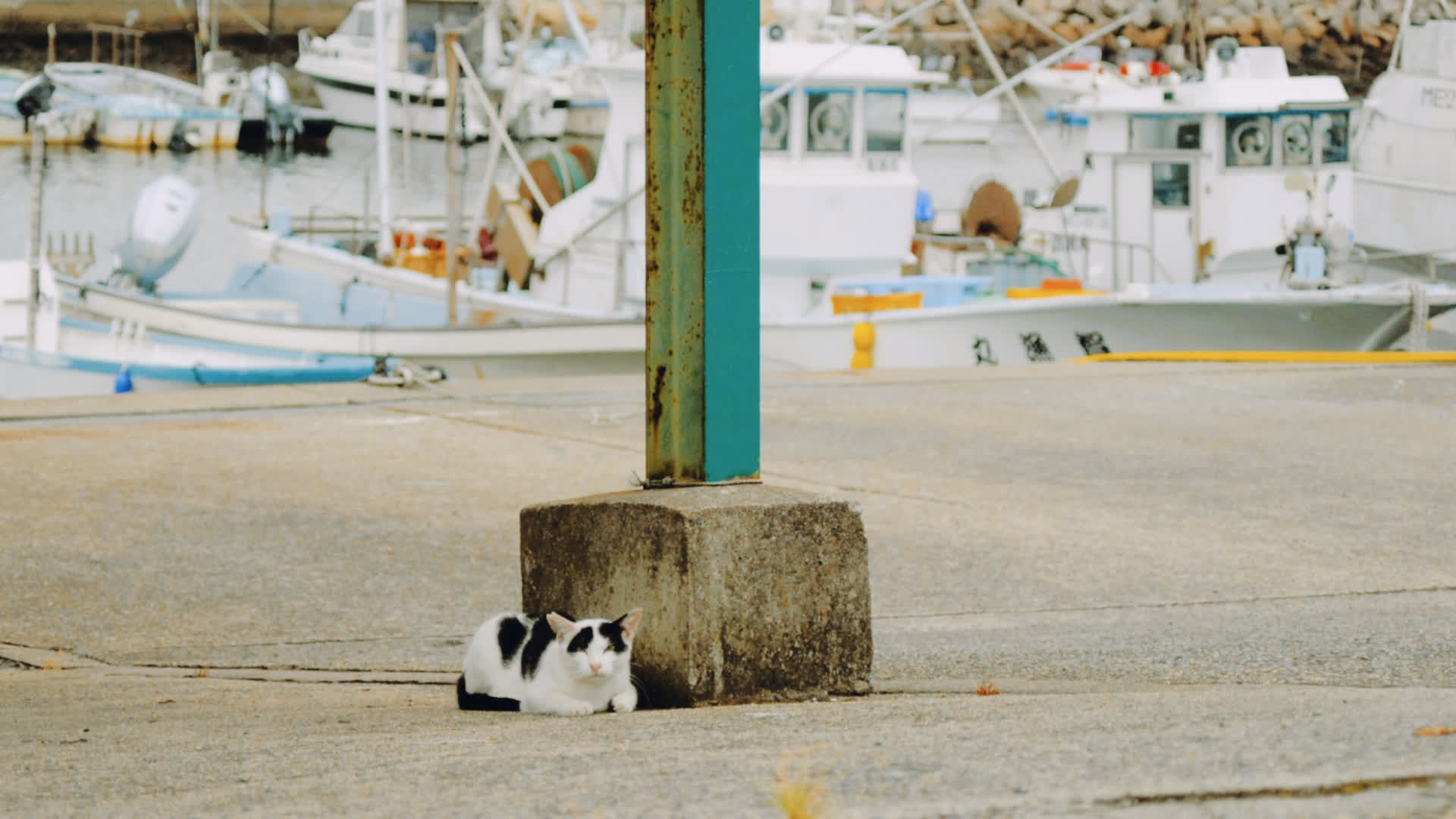 应用 LUT 后预览