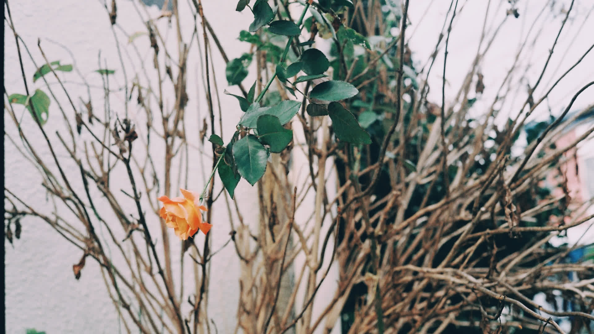 应用 LUT 后预览